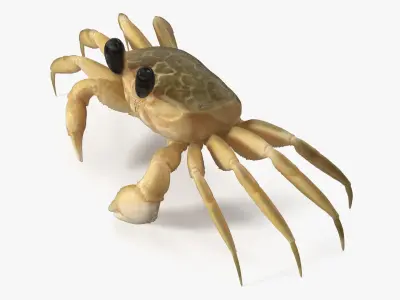  Atlantic Beach Crab Rigged for Maya 