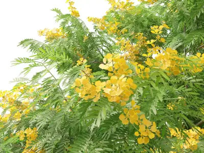 HighPoly LowPoly - Bulnesia arborea - verawood Low-poly 3D model