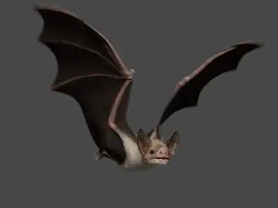 Vampire Bat ANIMATED 3D model
