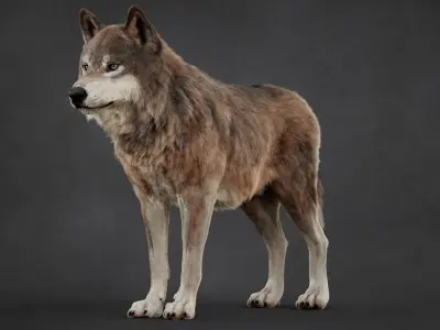  Wolf XGEN-CORE ANIMATED 