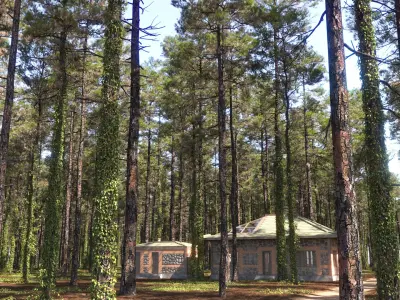  Pine Forest 