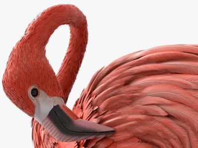  Water Birds Animated Rigged for Blender Collection 