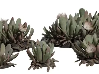 Stylized Desert Succulent Clump Pack Low-poly 3D model