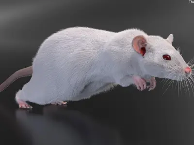  Running White Rat Fur Animated Rigged 