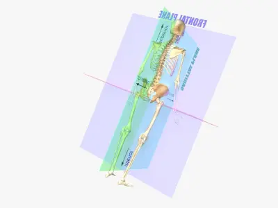 Planes of the Body Skeleton 3D model