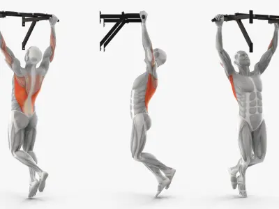  Male Muscular System Pull-up Excersise 