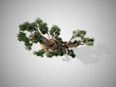 Bristlecone Pine Tree LODs Low-poly 3D model