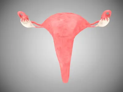 Female and Male reproductive system Low-poly 3D model