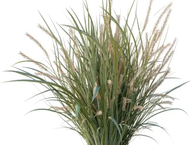  Pampas Bush and Wheat Grass - Bush Set 09 3D model