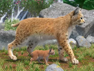  Lynx Mother and Cub Walking Fur 