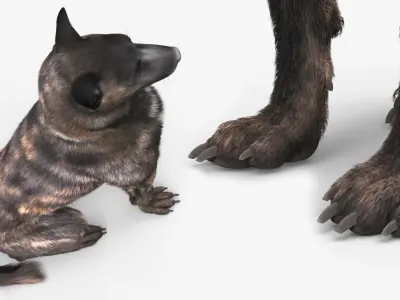  Dutch Shepherd Dog Sitting Fur 