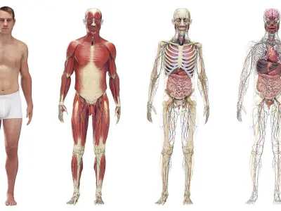  Complete Male and Female Anatomy Rigged Cinema Collection 