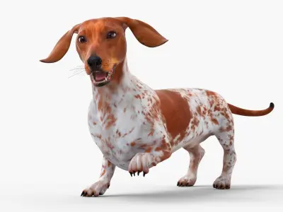  Short-Legged Hound with Dapple Coat Rigged 