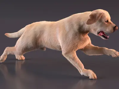  Running White Retriever Dog Fur Animated Rigged 