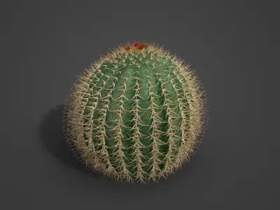2021 PBR Arizona Barrel Cactus - Ferocactus Wislezenii  3D model