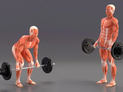  Anatomy Male Muscular System Deadlift Animated Rigged for Maya 