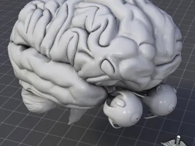 Eye and Brain 3D model