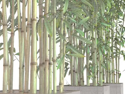 Bamboo Plants in Pots 3D model
