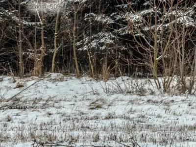Panorama with snow-covered trees and a field - 30k 3D model