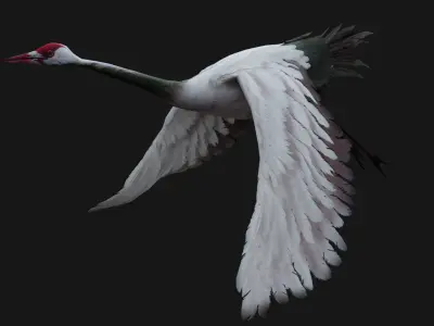 Crane Bird_A3