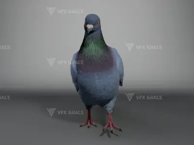  Pigeon Animated for Maya 
