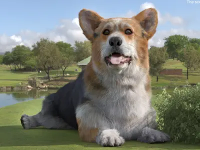  Tricolor Welsh Corgi Pembroke Resting Pose Fur for Cinema 4D 