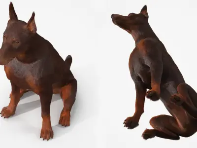  Brown Doberman Pinscher Sits Fur for Cinema 4D 