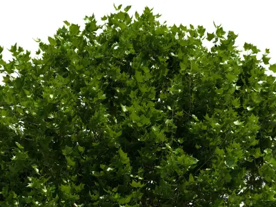 Platanus x hispanica 301SU V2 3D model