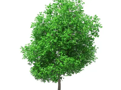 Grapefruit Tree 3D model