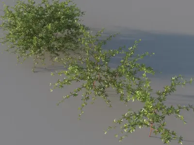 XfrogPlants Beach Creeper - Ernodea Littoralis  3D model