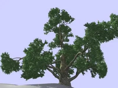 BIG TREE 3D model