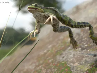  Spotted Croaking Frog Animated Rigged for Blender 