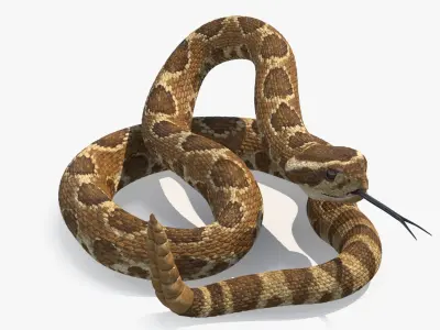  Light Rattlesnake Rigged for Maya 