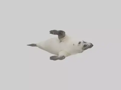Seal pup playing model 3D model