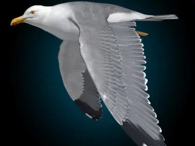  Seagull - Flight 
