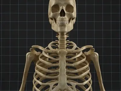 Anatomy skeleton 02 3D model