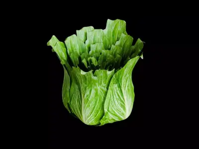 3D modeling vegetable lettuce  Low-poly 3D model