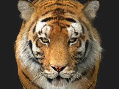 Tiger (4) (Animated) (Fur) 