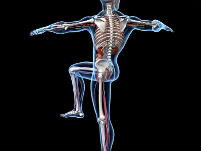  Skeleton Anatomy Nervous System - Rigged 