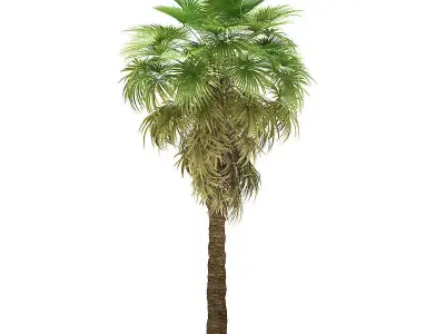 California Palm Tree 3D Model 7m 3D model