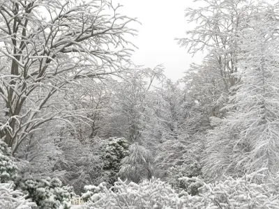  100 Broadleaf Trees with snow 