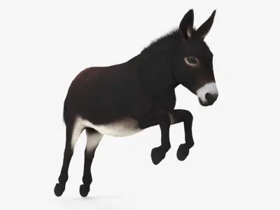  Leaping Domestic Burro Dark Brown Fur 