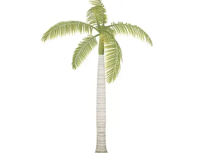 Royal Palm 3D model