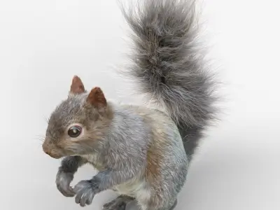  Squirrel RIGGEDFUR 