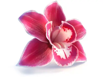  3D Flowers Collection – Orchids, Roses, Nymphaea, Lilies 