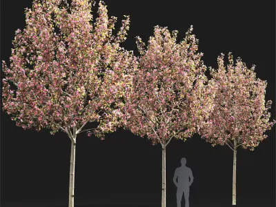 Malus flowering 8 3D model