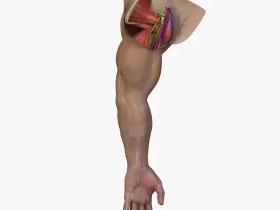Full Male Arm Anatomy Medical Edition 3D model