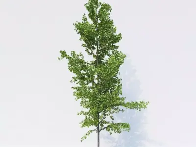 Generic Architectural Tree 3D model