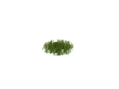 Green Grass Patch 3D model