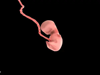 5 Weeks Human Fetus Low-poly 3D model